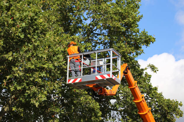 Best Arborist Consultation Services  in East Massapequa, NY