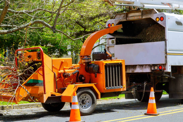 East Massapequa, NY Tree Services Company
