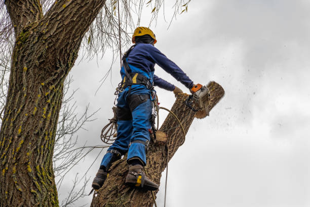 Best Leaf Removal  in East Massapequa, NY