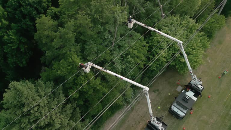 Best Utility Line Clearance  in East Massapequa, NY