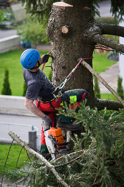 Best Firewood Processing and Delivery  in East Massapequa, NY