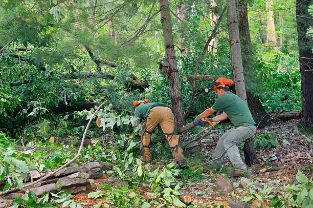 Best Fruit Tree Pruning  in East Massapequa, NY