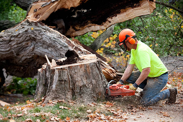 Best Tree Maintenance Programs  in East Massapequa, NY