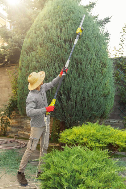 Best Hedge Trimming  in East Massapequa, NY