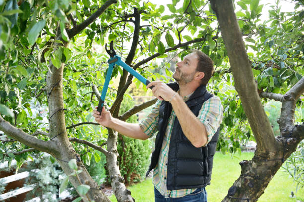 Best Tree and Shrub Care  in East Massapequa, NY